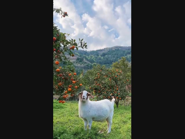 А у вас что сегодня на завтрак было?