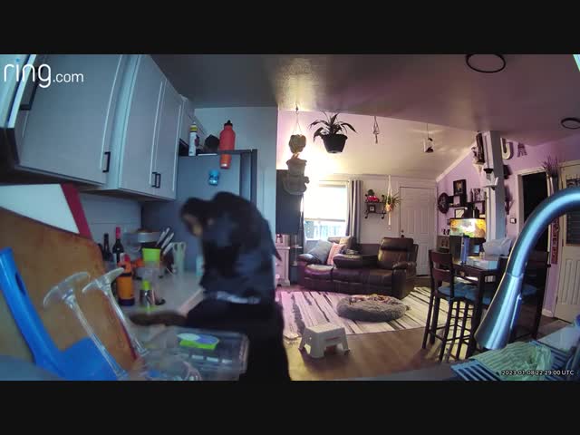 Хвостатый убийца