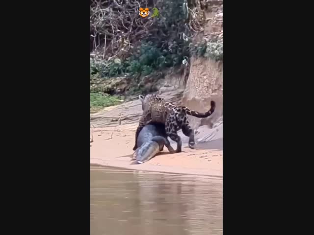 Необычная добыча для ягуара