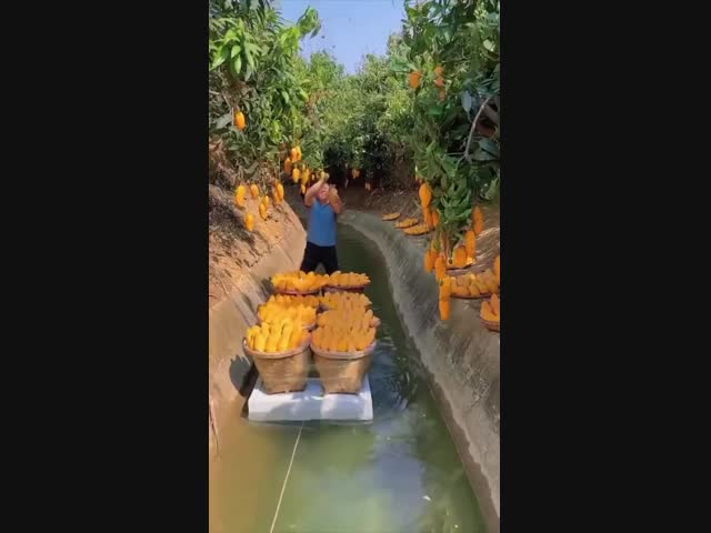 Спелый манго