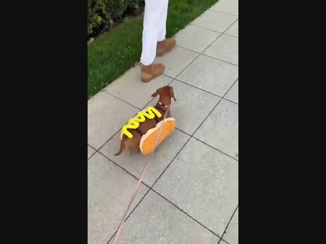 Настоящий хот-дог