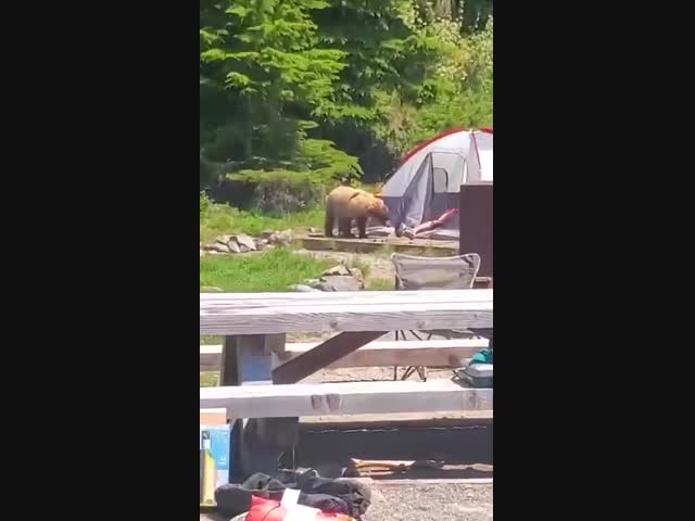 Медведь чуть не сожрал туриста, пока тот спал в палатке