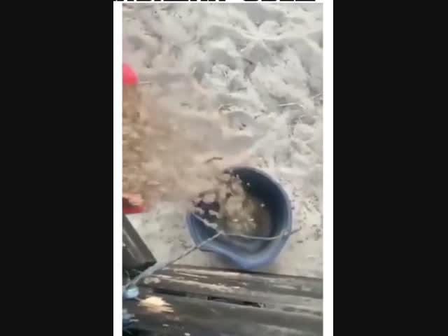 Голодная лощадка