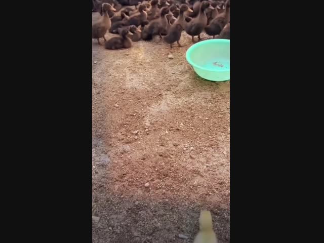 Расизм среди птиц