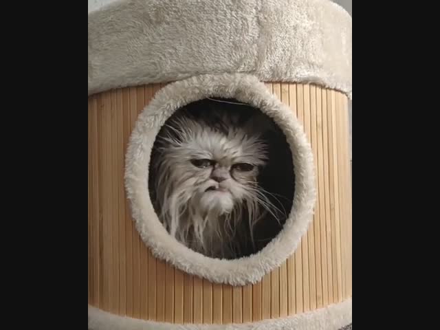 Я, проснувшись любым ранним утром...