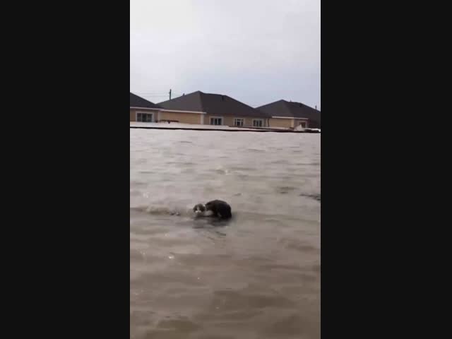 Повезло котику