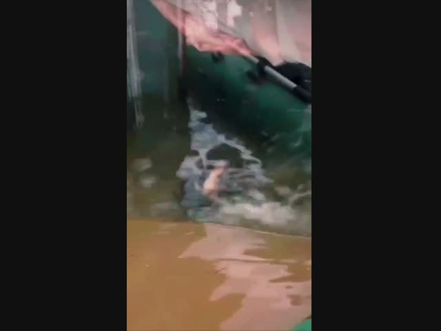 Спасение собаки в затопленном Оренбурге
