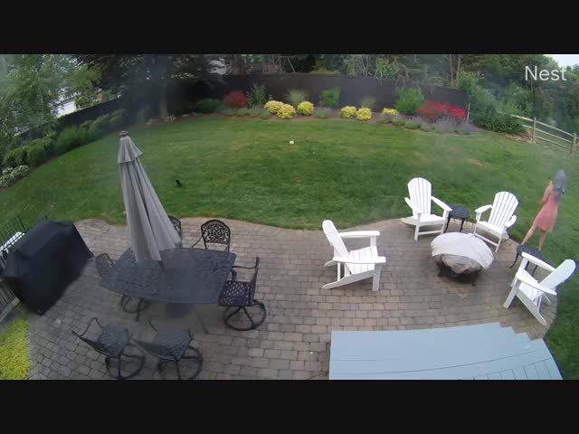 Сурок против дачницы