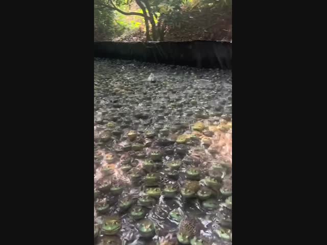 Жабье королевство