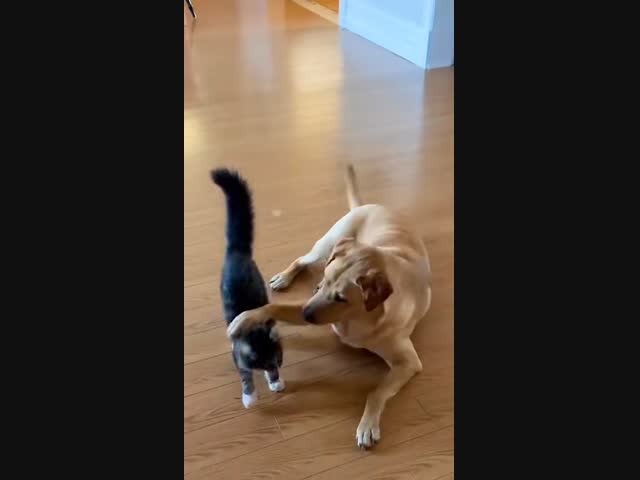 -Ты выбрал смерть, блохастый!