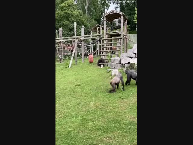 Мама-горилла унесла малыша, попавшего в разборки старших