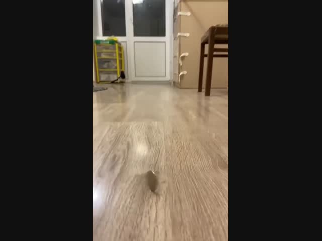 Ворона любит деньги