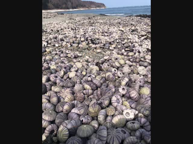Геноцид морских ежей на Сахалине