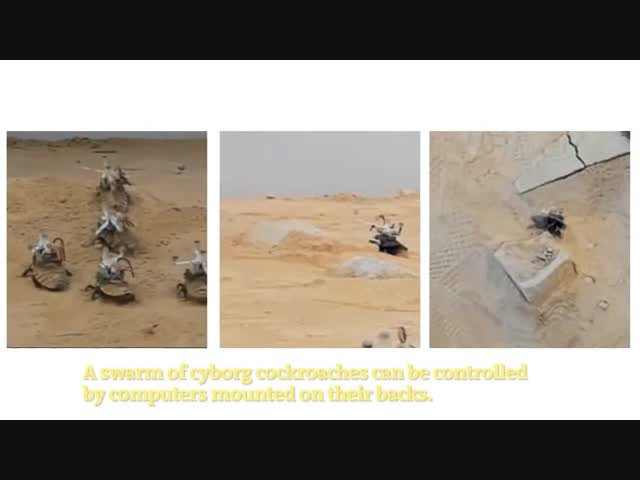 Разработка сингапурских учёных: армия из тараканов-киборгов