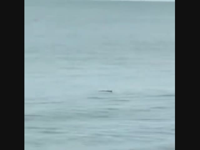 Что это за палка????