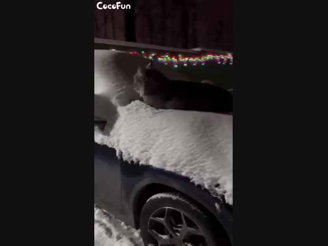 Чей котик???