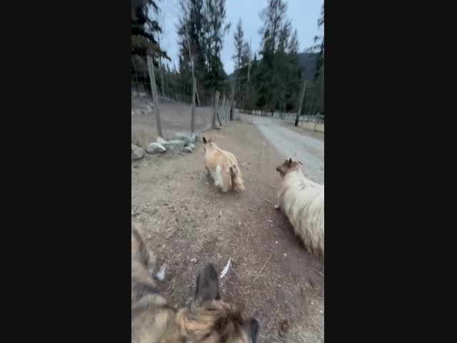 Овечка смешно упала в обморок