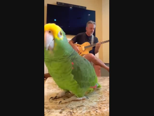 Поющий попугай