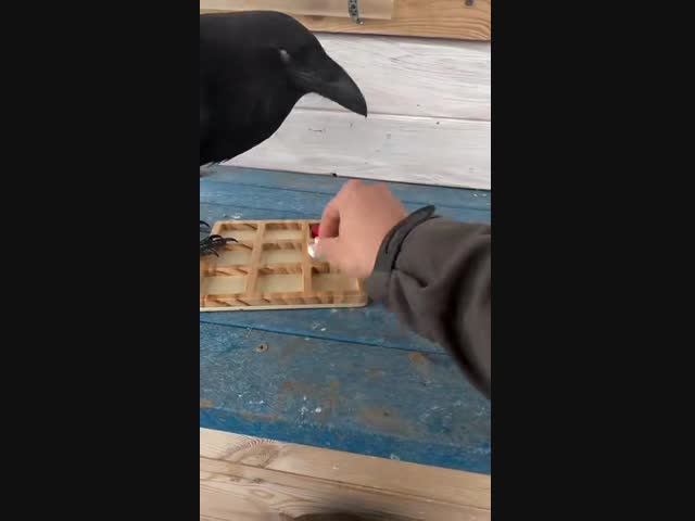 Умница с перьями