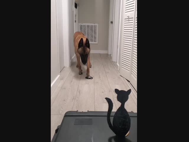 Меткий стрелок