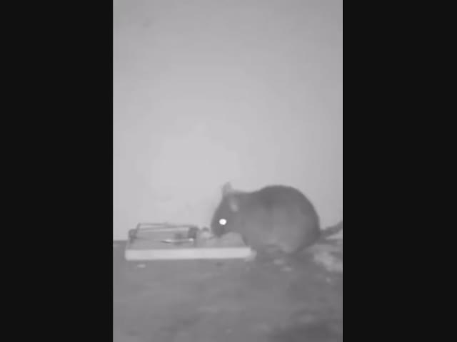 Эволюция продолжается