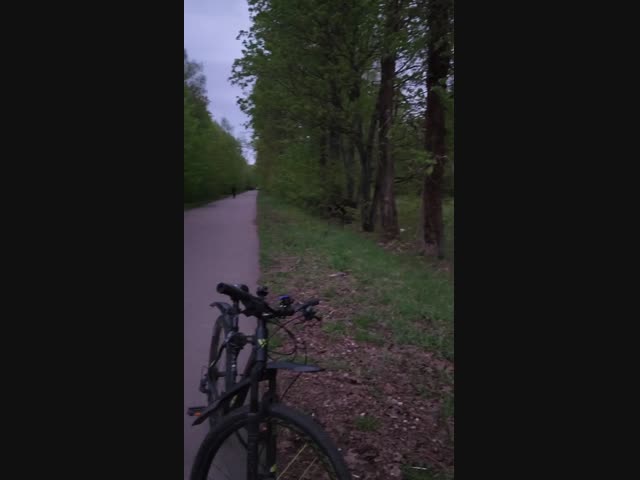 Лось играет с собаками