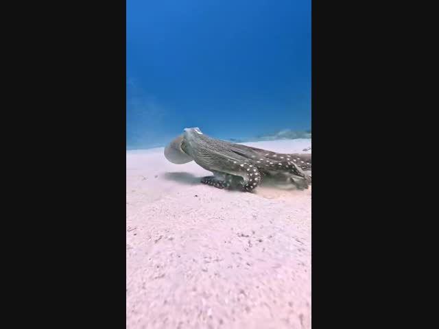 Прогулка с осьминогом