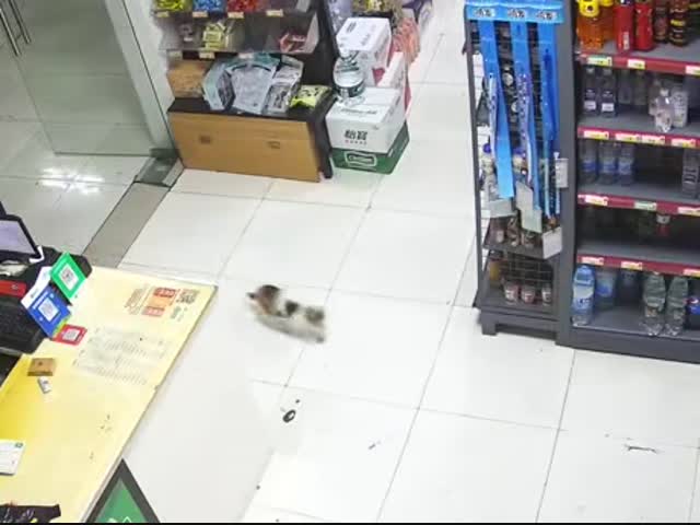 Кошачий криминал