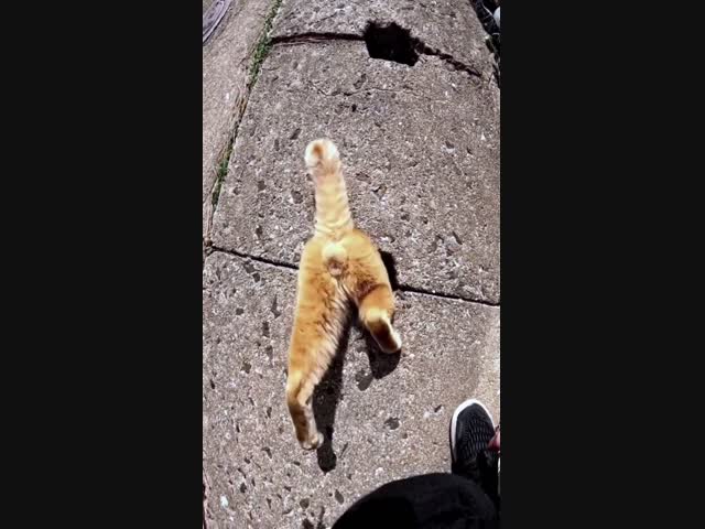 - Кто в меня тыкал пальцем, охальники?!