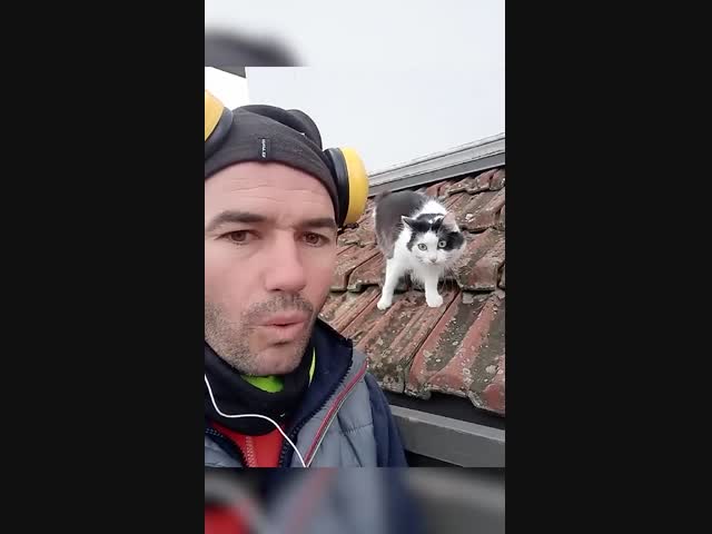 Итальянец знает кошачий язык:)))