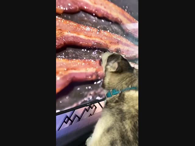 Наивный пёс