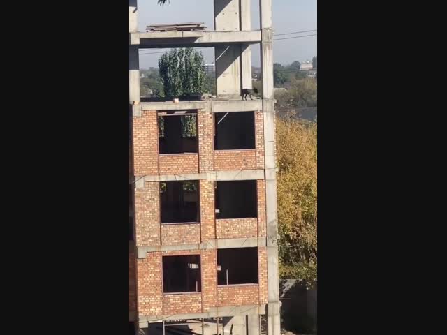 Собака-экстремалка