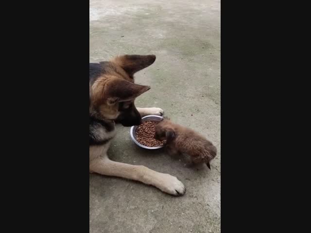 Правильно сына воспитал