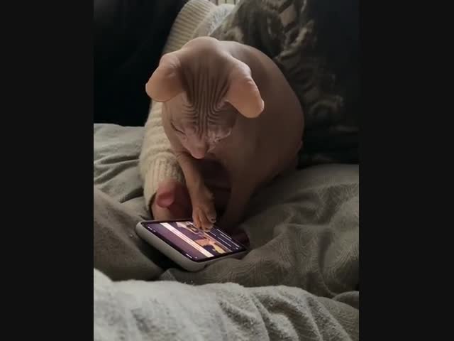 Лысый и умный