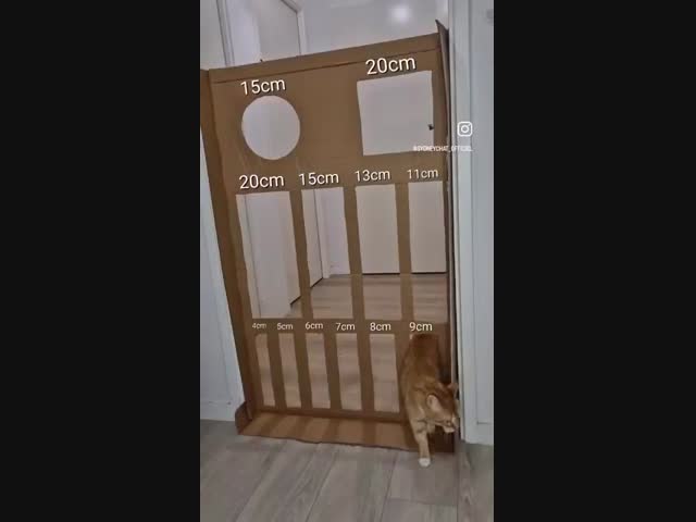 Смелый эксперимент