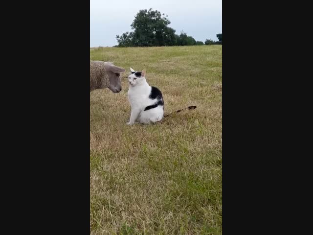 Кошка и овца: непростые отношения