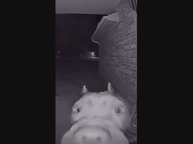 Обычный жилец подъезда