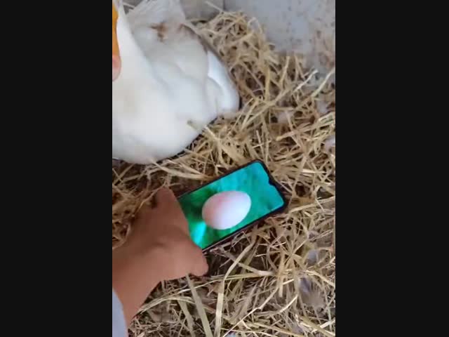 Как обмануть утку