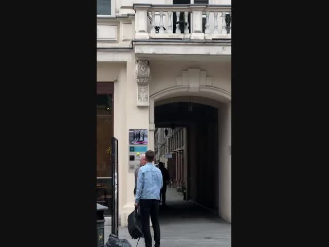 Сообразительный пес