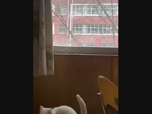 Обожаю котов!