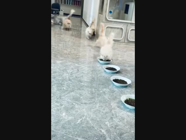 Голодные коты - это нечто