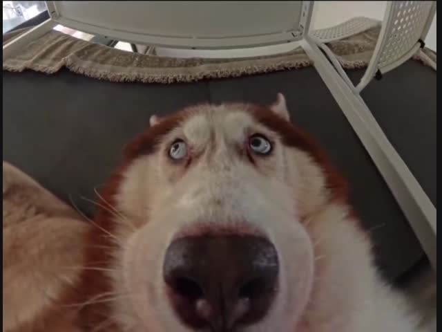 Хаски нашкодила и спряталась от хозяина, но не учла видеокамеру