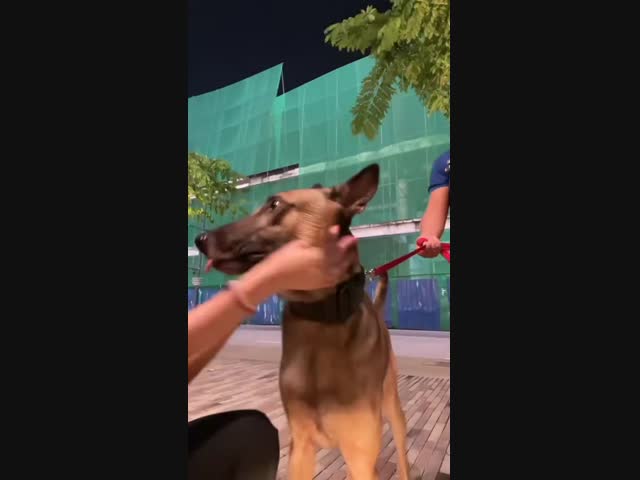 Полицейская собака не позволяет фамильярности 