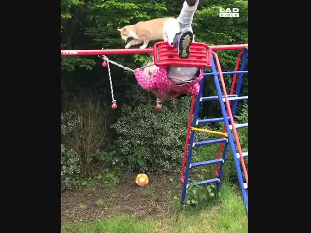 Неуклюжий котяра