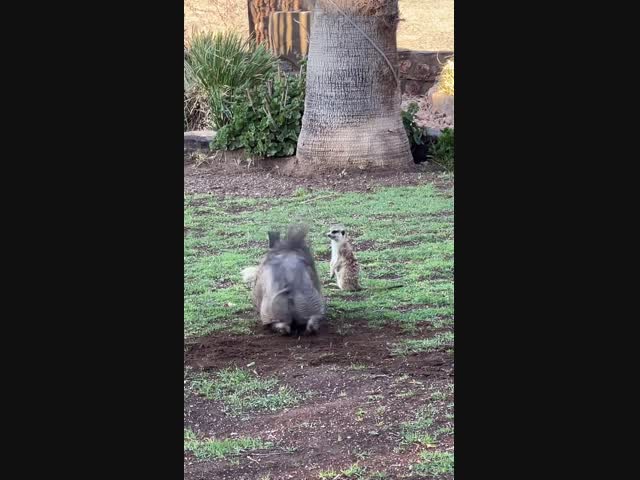 Веселые друзья 