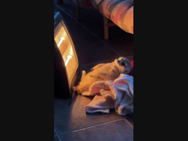 Этот сурикат живет лучше, чем многие люди