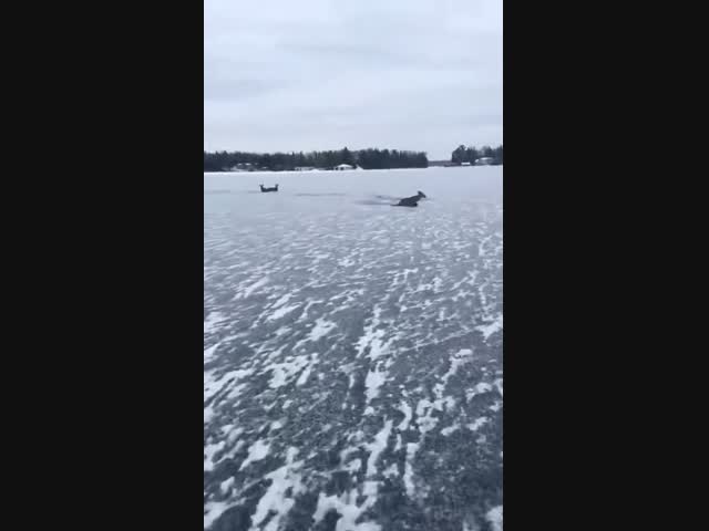 Спасение косуль на замерзшем озере