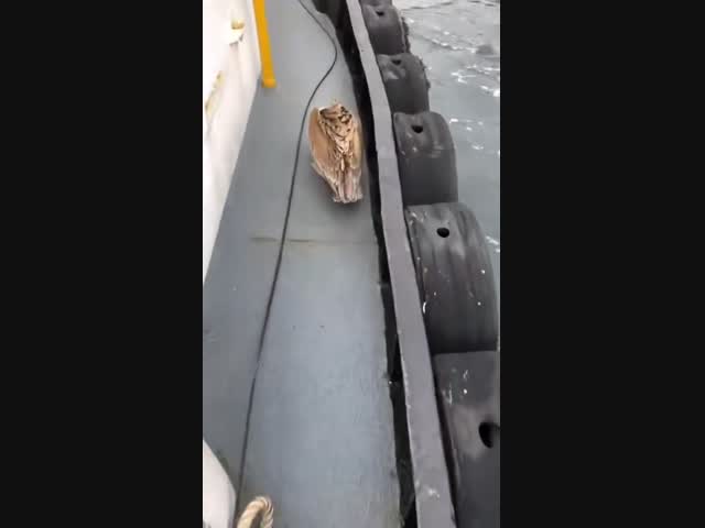 Ваш билет, пожалуйста!