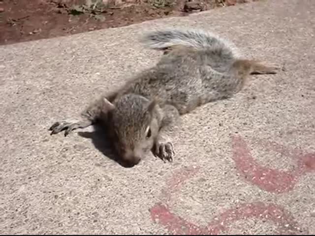 Белки тоже умеют загорать