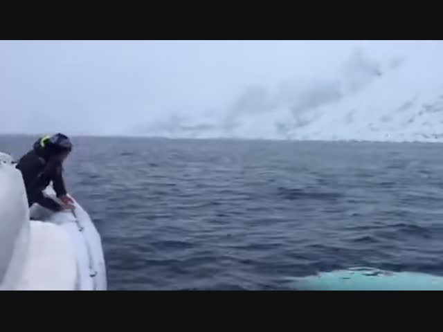 Морская собачка